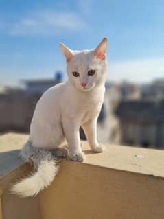 persian cat