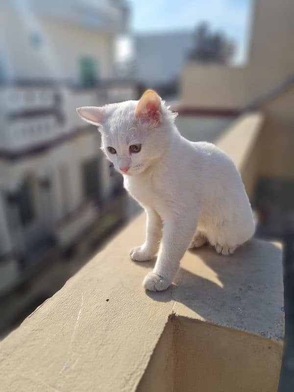 persian cat 1