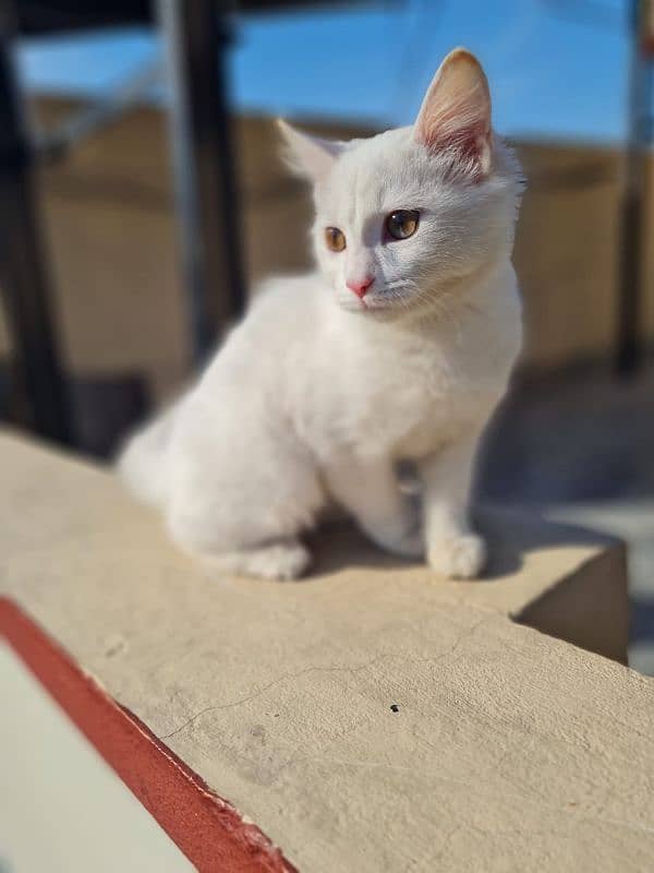 persian cat 6