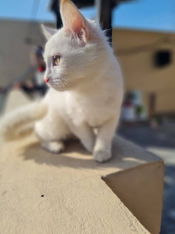 persian cat 7