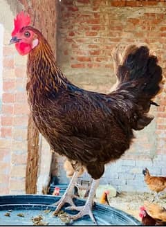 female eggs laying golden misri hens