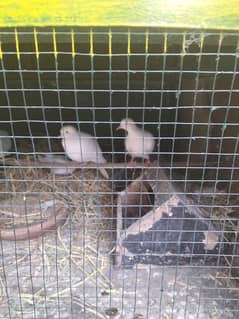 white doves pair