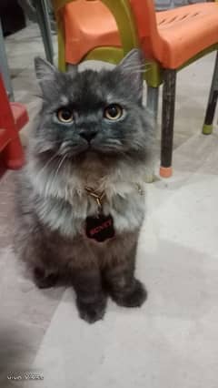 male persian cat for sale