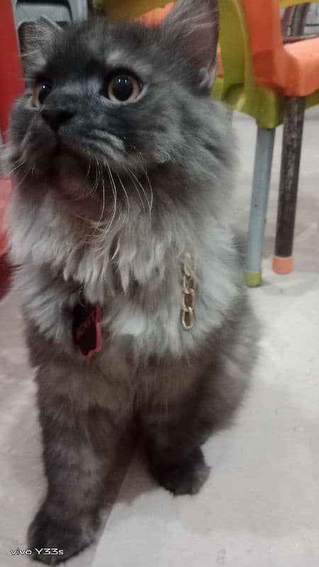 male persian cat for sale 1