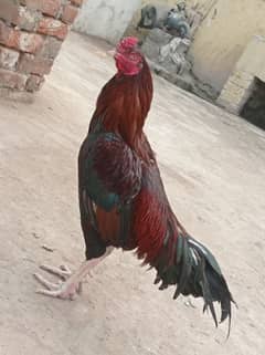 rare aseel murga breed for sale