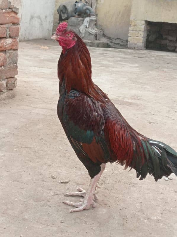 rare aseel murga breed for sale 2