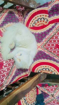 Persian cat             WhatsApp number. . 03347869175