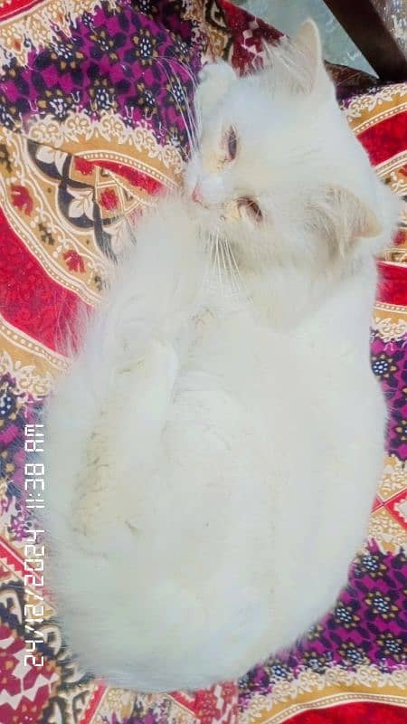 Persian cat             WhatsApp number. . 03347869175 2