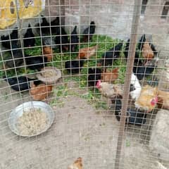 Golden misri hens/ Astralope eggs laying murgiyan for sale