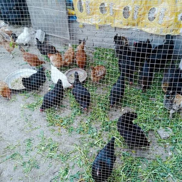 Golden misri hens/ Astralope eggs laying murgiyan for sale 1