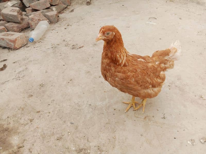 Golden misri hens/ Astralope eggs laying murgiyan for sale 3