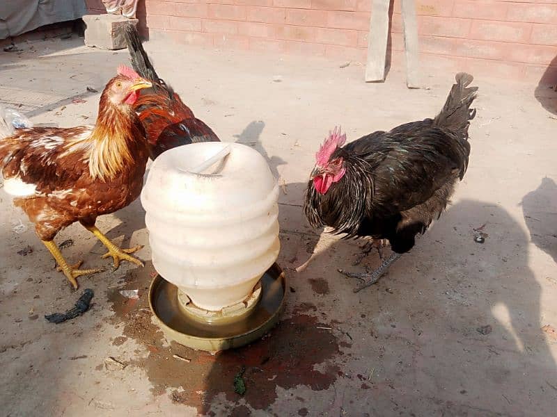 Golden misri hens/ Astralope eggs laying murgiyan for sale 4