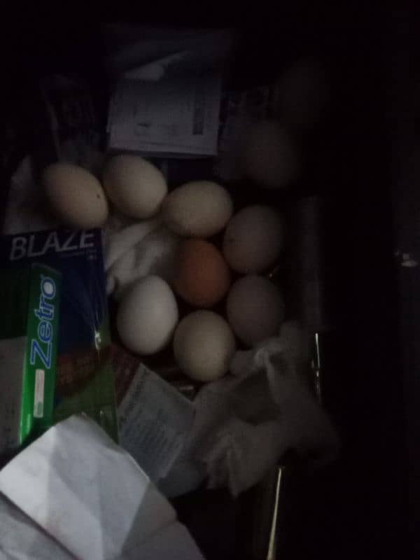 Golden misri hens/ Astralope eggs laying murgiyan for sale 5