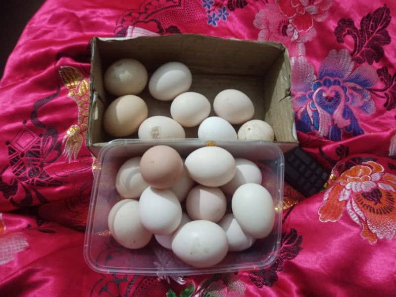 Golden misri hens/ Astralope eggs laying murgiyan for sale 6