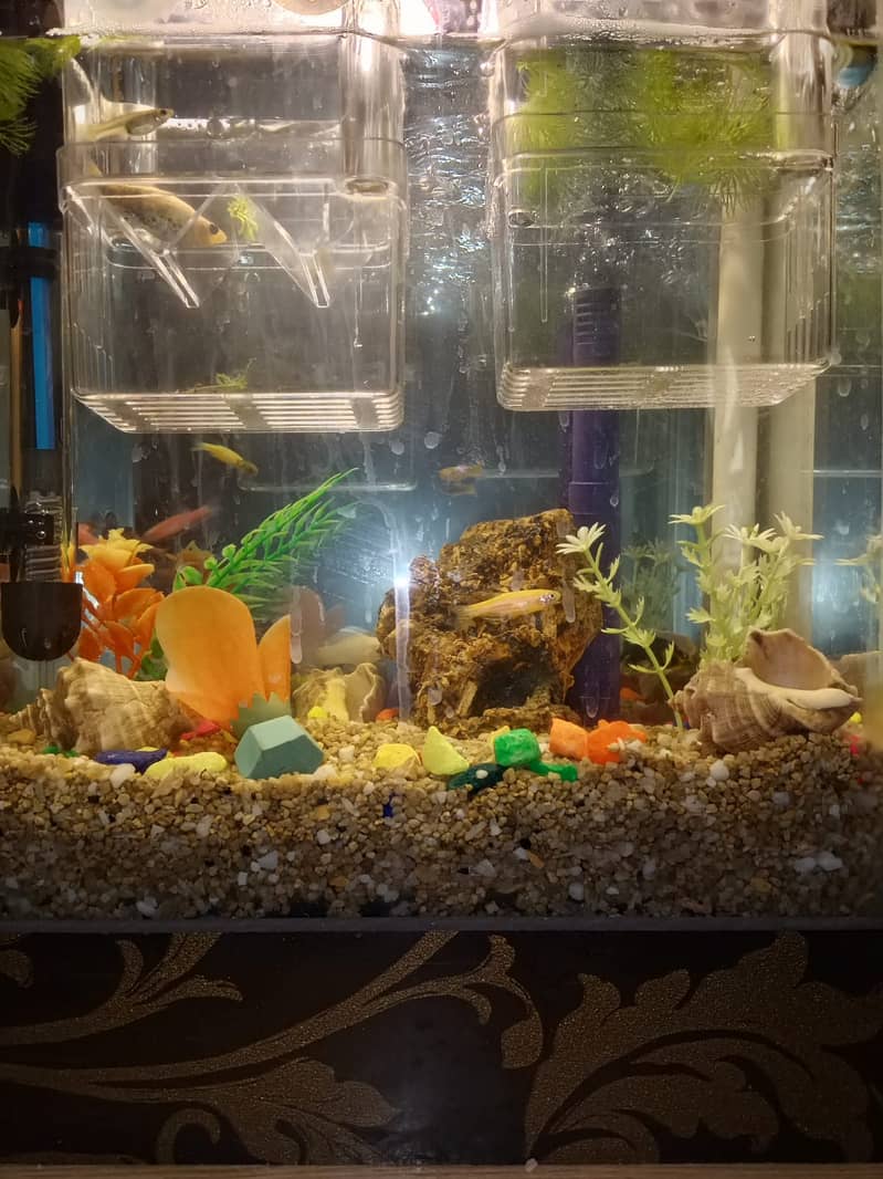 2 Fish Aquariums / Aquariums For Sale / fishtank / aquarium with stand 11