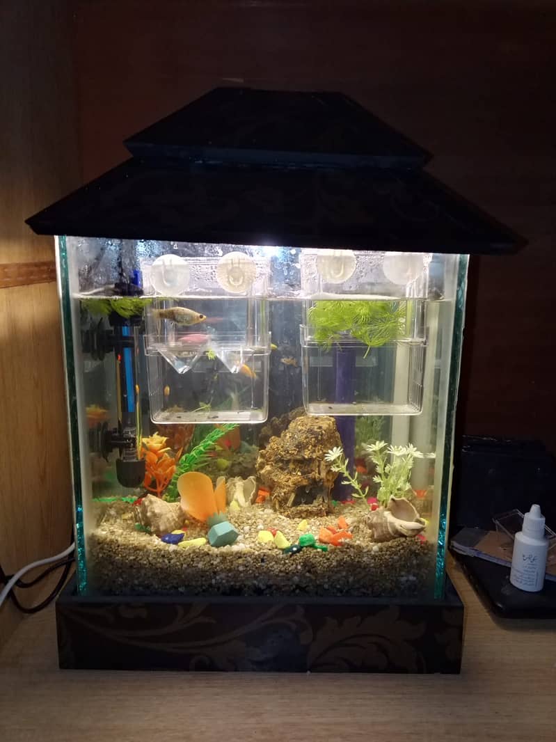 2 Fish Aquariums / Aquariums For Sale / fishtank / aquarium with stand 14