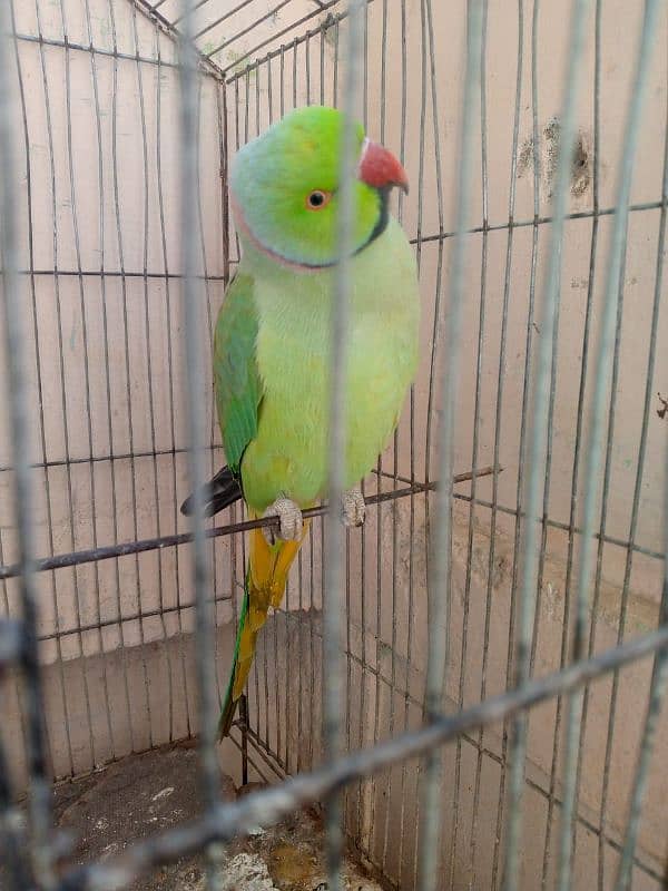 Talkative Parrot 0