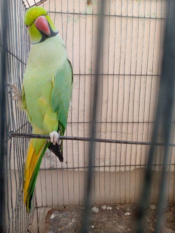 Talkative Parrot 1