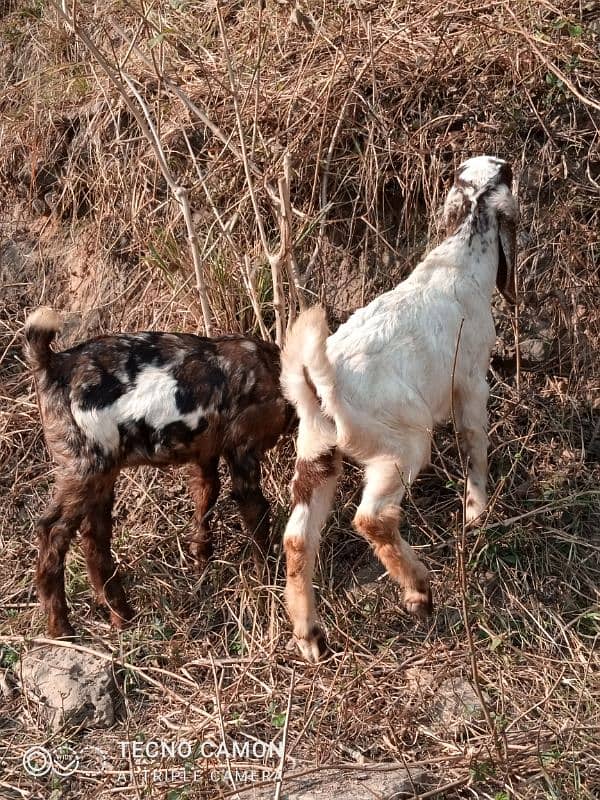 Betal balwal dasi mix bakari for sale sahat 2 beachy male fimale 0