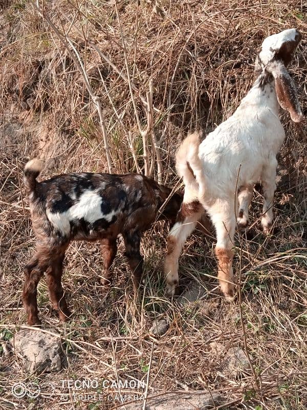 Betal balwal dasi mix bakari for sale sahat 2 beachy male fimale 2