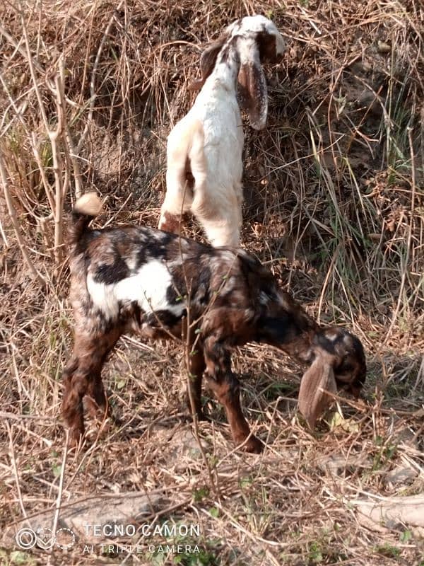 Betal balwal dasi mix bakari for sale sahat 2 beachy male fimale 3