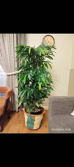 Artificial Plant for decoration