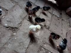 Thai caross aseel chicks