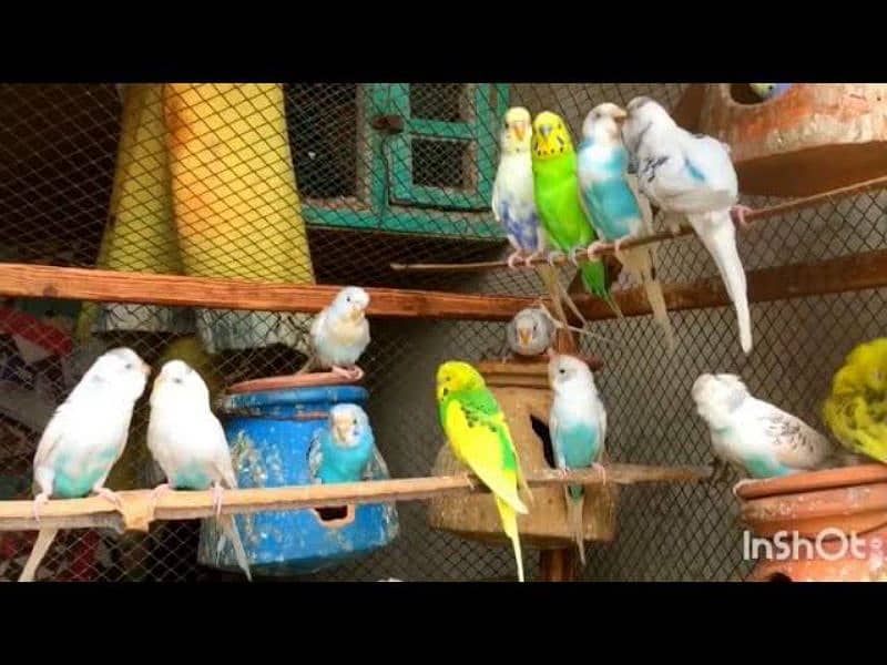 Parrots for sale Australian/bajri at cheap price 0