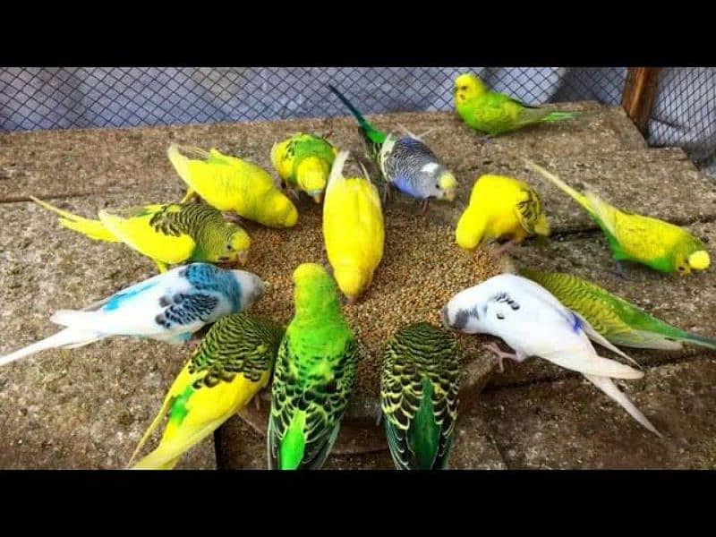 Parrots for sale Australian/bajri at cheap price 1