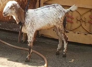 makhi chini male  goat 4 maah 1