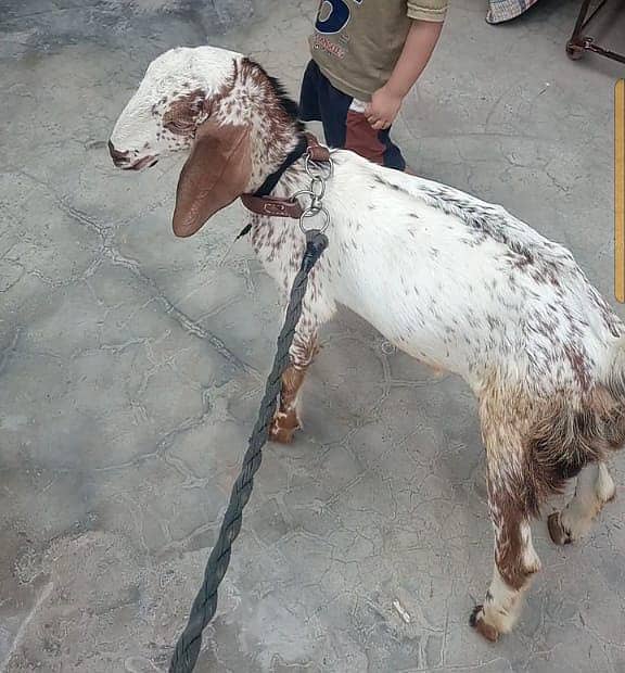 makhi chini male  goat 4 maah 2