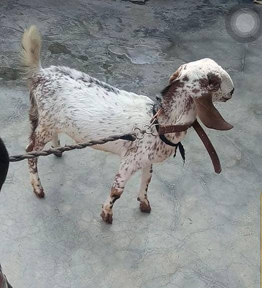 makhi chini male  goat 4 maah 3