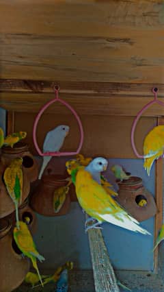 Budgies//Australian parrot//pairs//single piece//read description