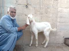 white eye 2 dant Bakra