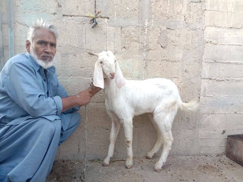 white eye 2 dant Bakra 0