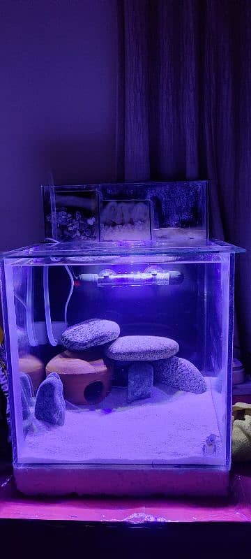 BRAND NEW 1 FEET FISH AQUARIUM WITH ALL ACCESSORIES AND CRAYFISH 7