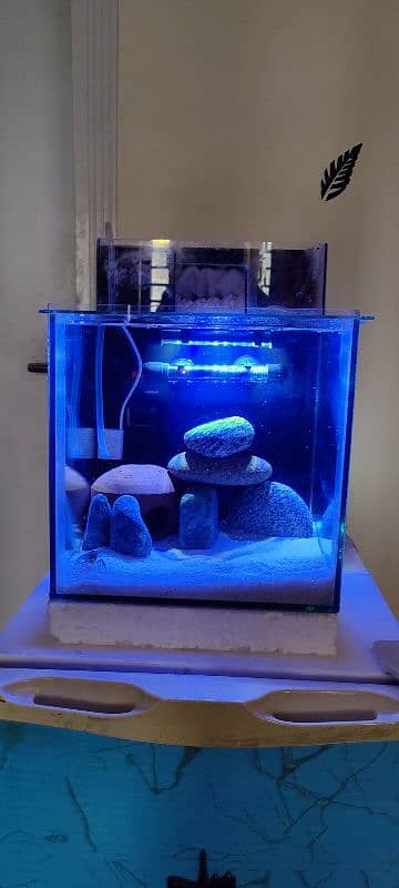 BRAND NEW 1 FEET FISH AQUARIUM WITH ALL ACCESSORIES AND CRAYFISH 11