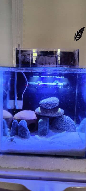 BRAND NEW 1 FEET FISH AQUARIUM WITH ALL ACCESSORIES AND CRAYFISH 12