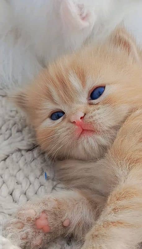 Pure Persian kittens 1