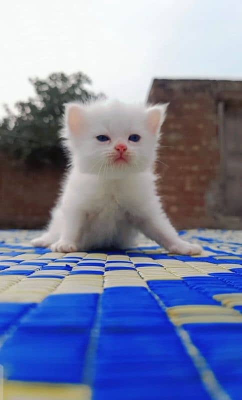 Pure Persian kittens 3