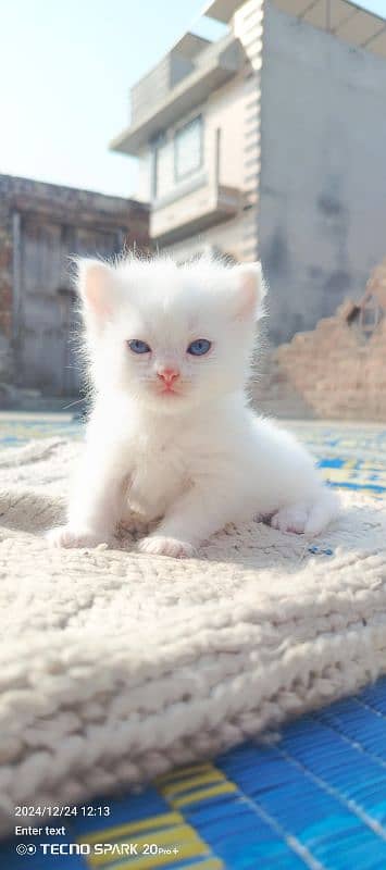 Pure Persian kittens 5