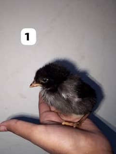 home breed 8 chicks available