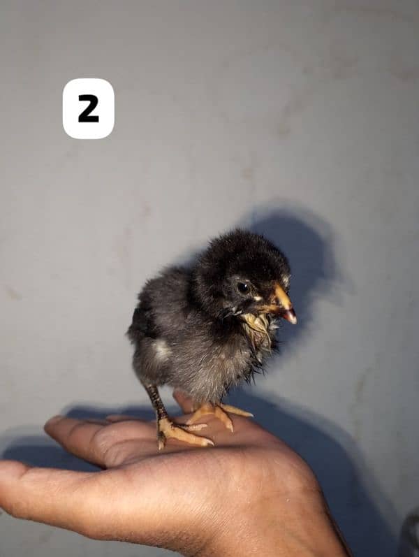 home breed 8 chicks available 1