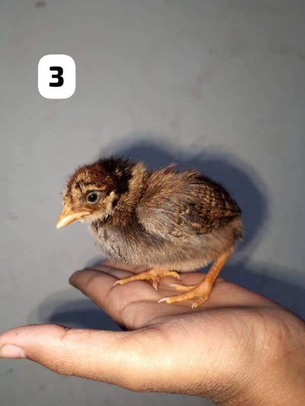 home breed 8 chicks available 2