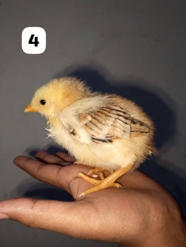 home breed 8 chicks available 3