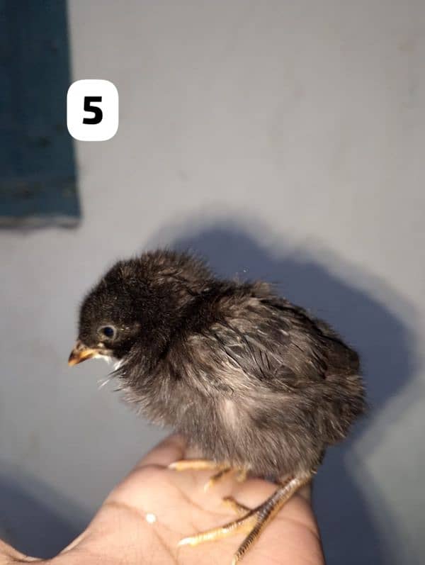 home breed 8 chicks available 4