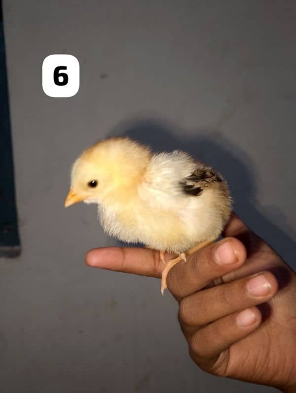 home breed 8 chicks available 5