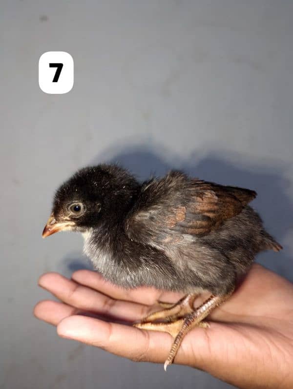 home breed 8 chicks available 6