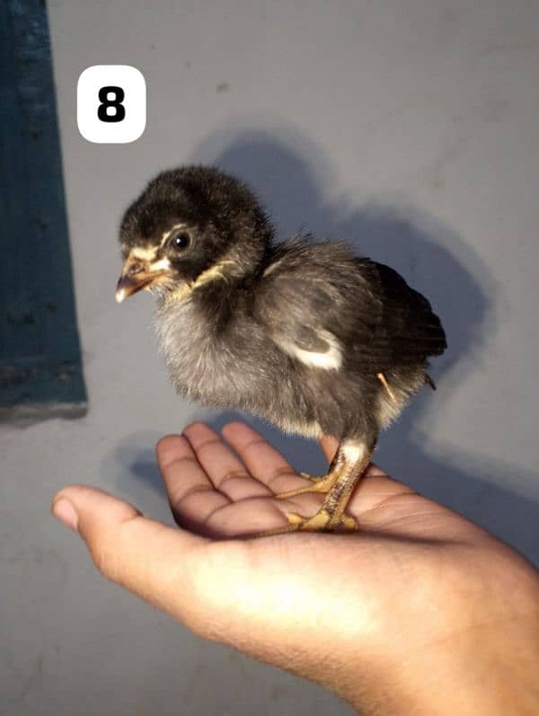 home breed 8 chicks available 7