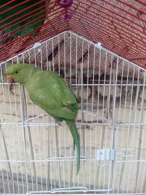 green parrot pair 0